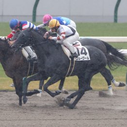 【播磨の土曜競馬コラム・京都７Ｒ】