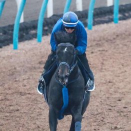 【共同通信杯】太め解消リアライズシリウス新潟の強さ再び