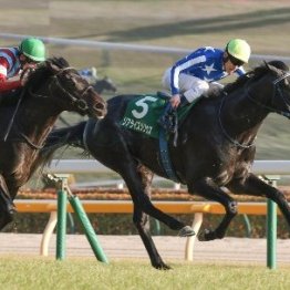 【共同通信杯】リアライズシリウス重賞２勝目