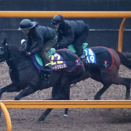 【フェブラリーＳ】前哨戦勝ちロードクロンヌは勢いに乗って「楽しみの方が大きい」初ＧⅠ挑戦