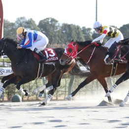 【フェブラリーＳ】前哨戦勝ちロードクロンヌは勢いに乗って「楽しみの方が大きい」初ＧⅠ挑戦
