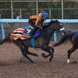 【フェブラリーＳ】調教マル得チェック②