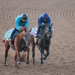 【フェブラリーＳ】調教マル得チェック②