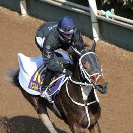 【フェブラリーＳ】調教マル得チェック①