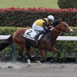 【ヒヤシンスＳ】アルカディアカフェにかかる同一オープン３兄弟制覇