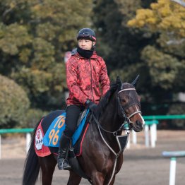 【ダイヤモンドＳ】重賞に手が届くところまで力をつけたマイネルカンパーナ