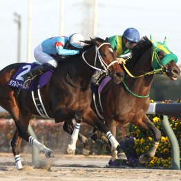 フォーエバーヤングでサウジＣを連覇　坂井の３つの挑戦