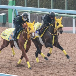 【フェブラリーＳ】ウィルソンテソーロ悲願達成へ