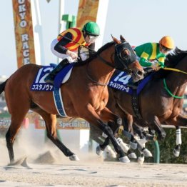 【フェブラリーＳ】ゲートを決めたコスタノヴァが連覇を達成