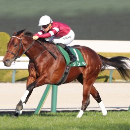 カナロア産駒コスタノヴァ連覇　東京ダート重賞でキンカメ系は８戦連続で連対中