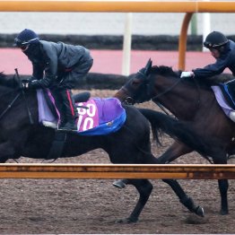 【チューリップ賞】調教マル得チェック②
