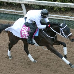 【チューリップ賞】調教マル得チェック①