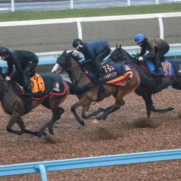 【中山記念】チェルヴィニア再び輝きを取り戻すか