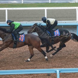 【オーシャンＳ】海外を経験してメンタル面が強くなったインビンシブルパパ