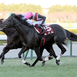 【亀井の土曜競馬コラム・オーシャンＳ】