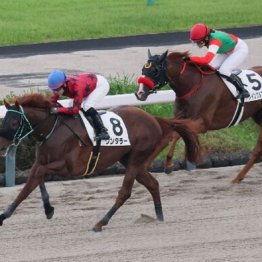 【東京本紙・外山の土曜中山10Ｒ】