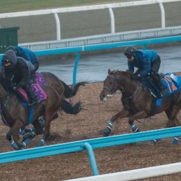 【新居の日曜競馬コラム・中山記念】