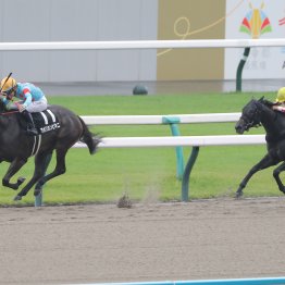 【レスキュー隊の日曜競馬コラム・阪神12Ｒ】