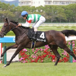 【チューリップ賞】◎アランカール　母子制覇です