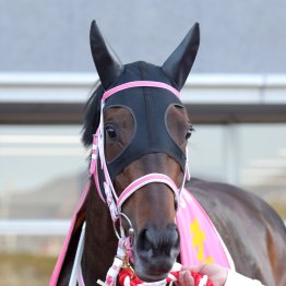 インディチャンプ産駒重賞初制覇　プラス体重でＶのタイセイボーグはまだまだ伸びる