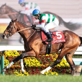 インディチャンプ産駒重賞初制覇　プラス体重でＶのタイセイボーグはまだまだ伸びる