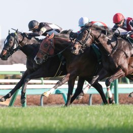 インディチャンプ産駒重賞初制覇　プラス体重でＶのタイセイボーグはまだまだ伸びる