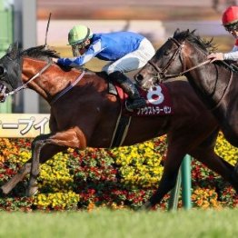 【弥生賞ディープインパクト記念】重賞勝ち馬アドマイヤクワッズ、パントルナイーフの２頭が参戦