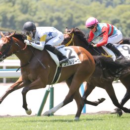 【フィリーズレビュー】前４戦でブラッシュアップ！ 新進気鋭の佐藤悠厩舎が送り込むコラルリーフ
