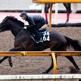 【弥生賞ディープインパクト記念】調教マル得チェック②