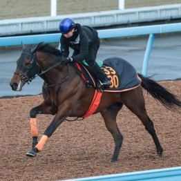 【弥生賞ディープインパクト記念】調教マル得チェック①