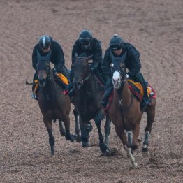 【弥生賞ディープインパクト記念】東スポ杯馬パントルナイーフ重いウッドで１Ｆ１１秒２はポテンシャルの高さ