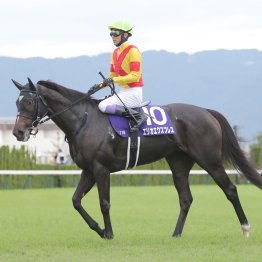 【中山牝馬Ｓ】今年はエリカエクスプレスで参戦の武豊　４番人気以下なら勝率１００%の衝撃