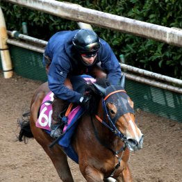 【勝羽の土曜競馬コラム・フィリーズレビュー】