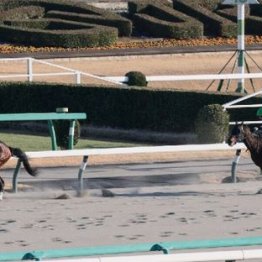 【東京本紙・外山の土曜中山10Ｒ】