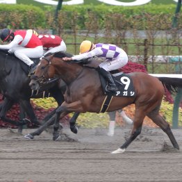 【大阪本紙・弘中の土曜阪神10Ｒ】