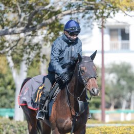 【播磨の日曜競馬コラム・弥生賞ディープインパクト記念】
