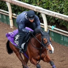 【勝羽の日曜競馬コラム・弥生賞ディープインパクト記念】