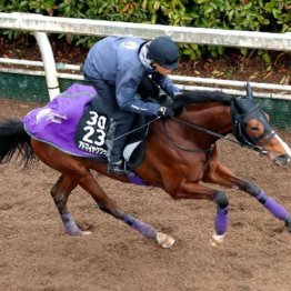 【注目重賞／追い切りで買う・弥生賞ディープインパクト記念】