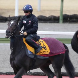 【金鯱賞】クイーンズウォーク好発進