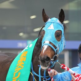 【阪神スプリングＪ】中山グランドＪへの前哨戦で中山大障害①②着馬が激突