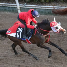 【スプリングＳ】調教マル得チェック②