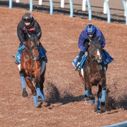 【金鯱賞】調教マル得チェック②