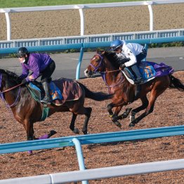 【金鯱賞】調教マル得チェック②