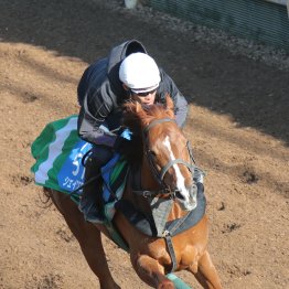 【金鯱賞】調教マル得チェック①