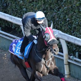【金鯱賞】京都記念で復活Ｖのジューンテイクは魅力たっぷり