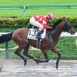 【新居の土曜競馬コラム・中山１２Ｒ】