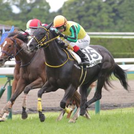 【新谷の土曜競馬コラム・讃岐特別】