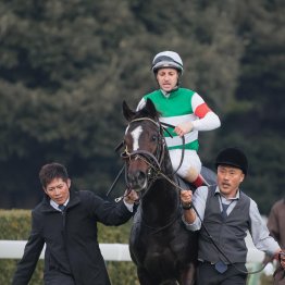 【播磨の日曜競馬コラム・スプリングＳ】