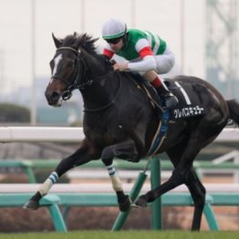 【武田の日曜競馬コラム・スプリングＳ】