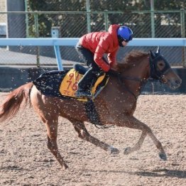 今週出走するマピュースの新馬勝ちには裏話が